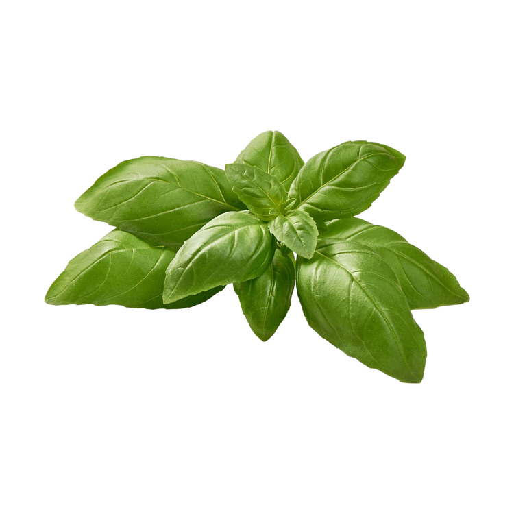 Basilicum (20 gram)