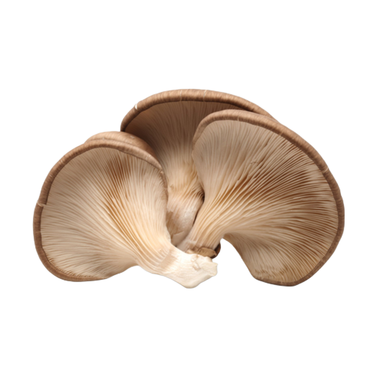 Oesterzwam (150gr)