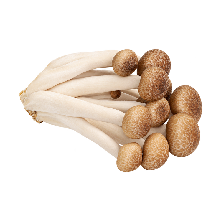 Beukenzwam bruin (150gr)