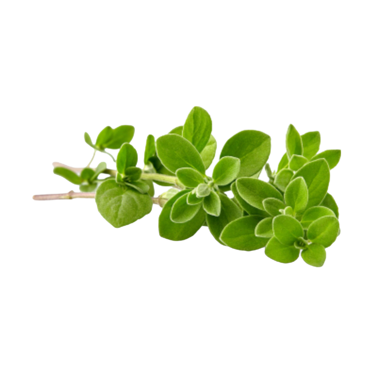 Oregano (20 gram)