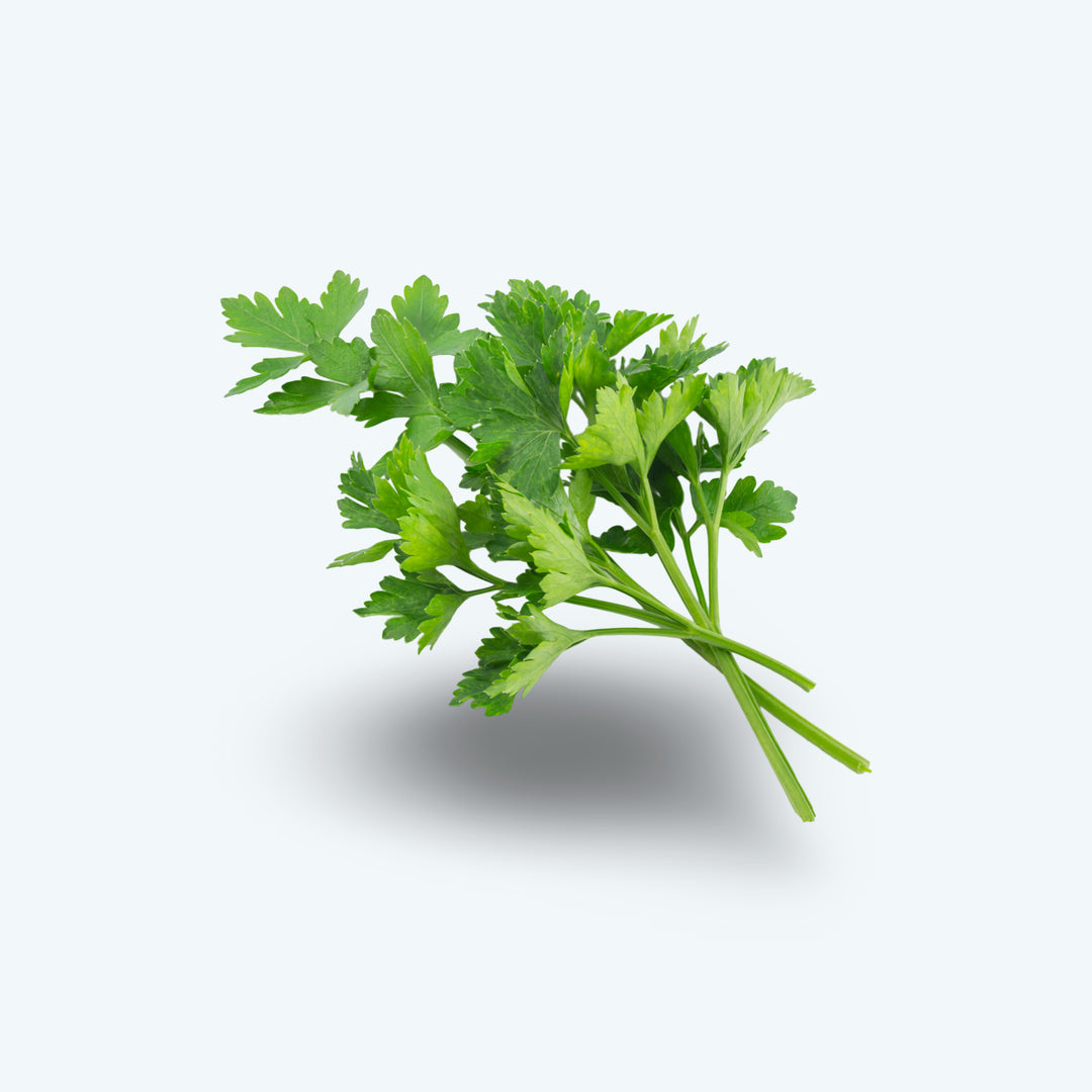Platte peterselie (25gr)