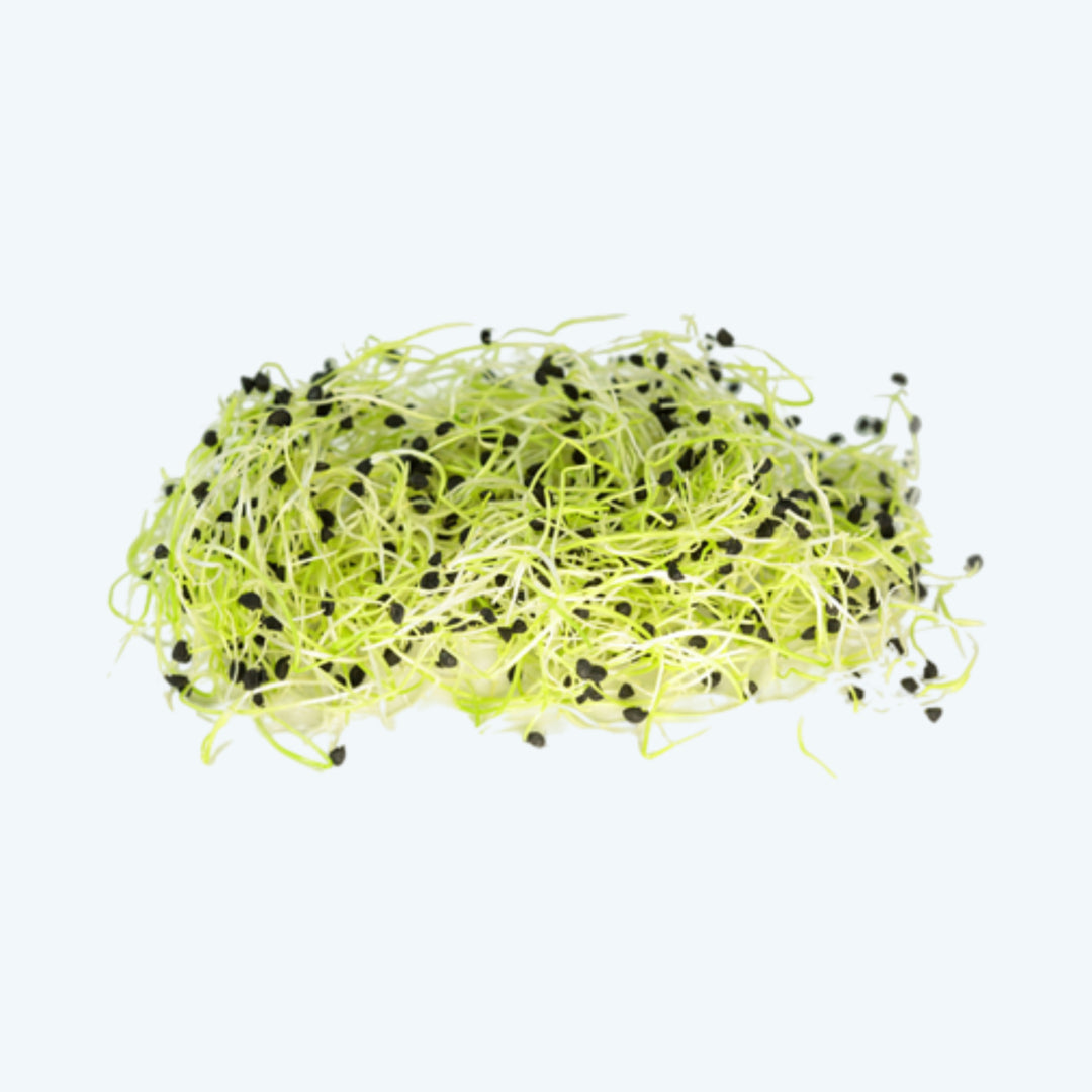 Onion sprouts (50 gram)